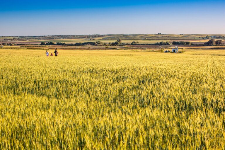 A Family on a Wheat Field in Carrion De Los Cespedes, Spain